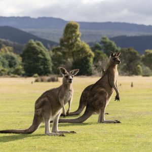 Kangaroos in Tasmania