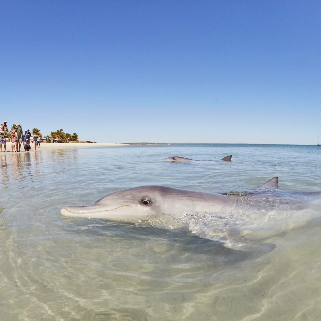 Monkey Mia Australia We Tour Australia