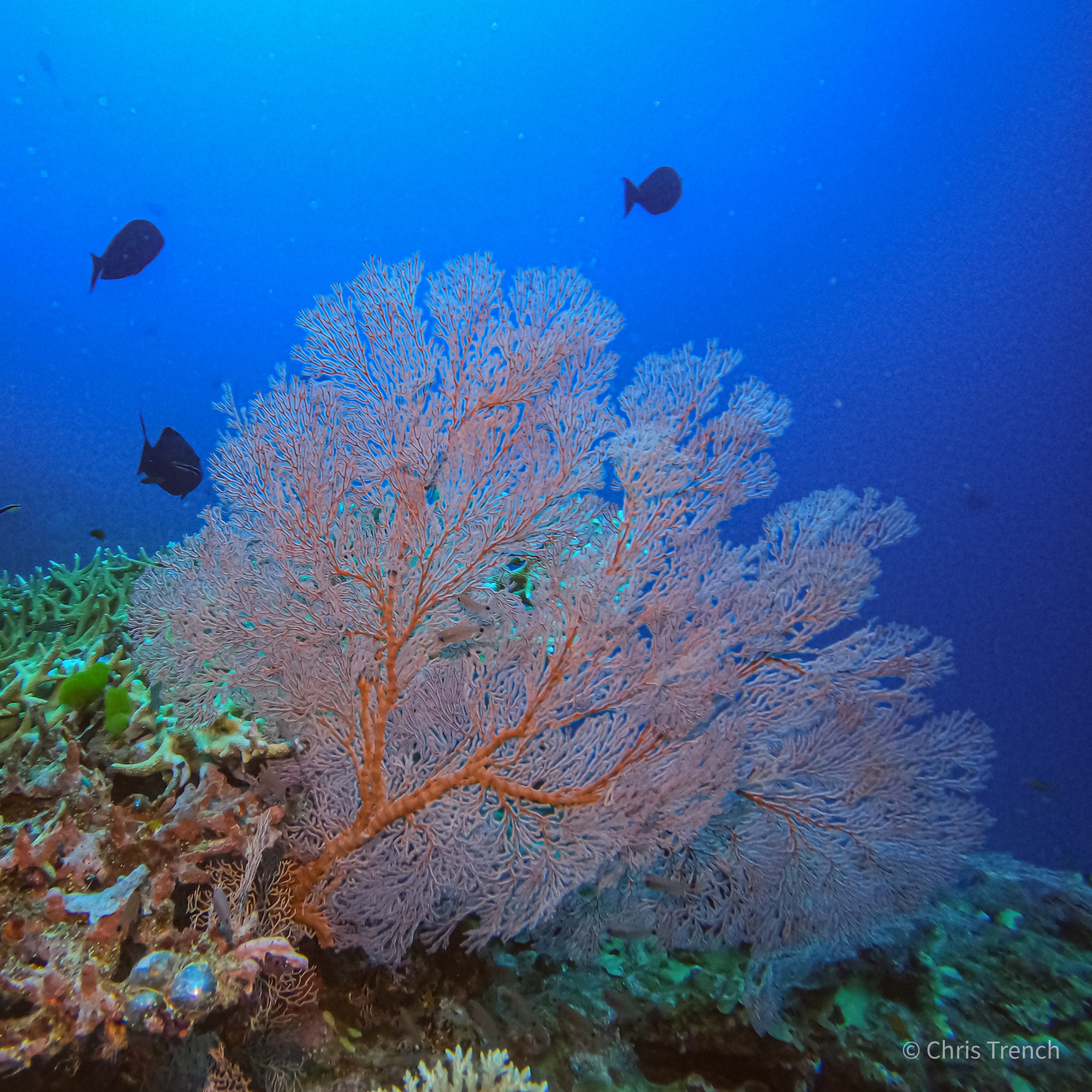 Mackay Reef and Cay (B, L, D)