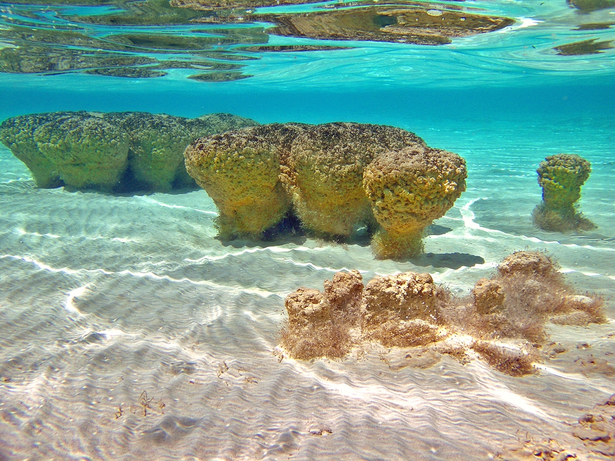 Monkey Mia (Shark Bay) - Carnarvon (B)