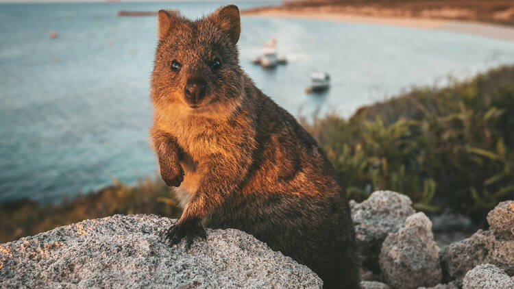 Rottnest Island (B, L, D)